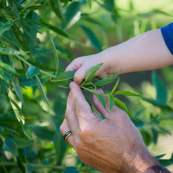 Picking