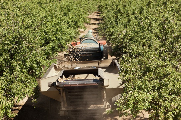 almond pick up machine