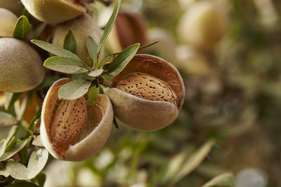 Nuevo estudio: almendras ayudan a suprimir el hambre entre comidas