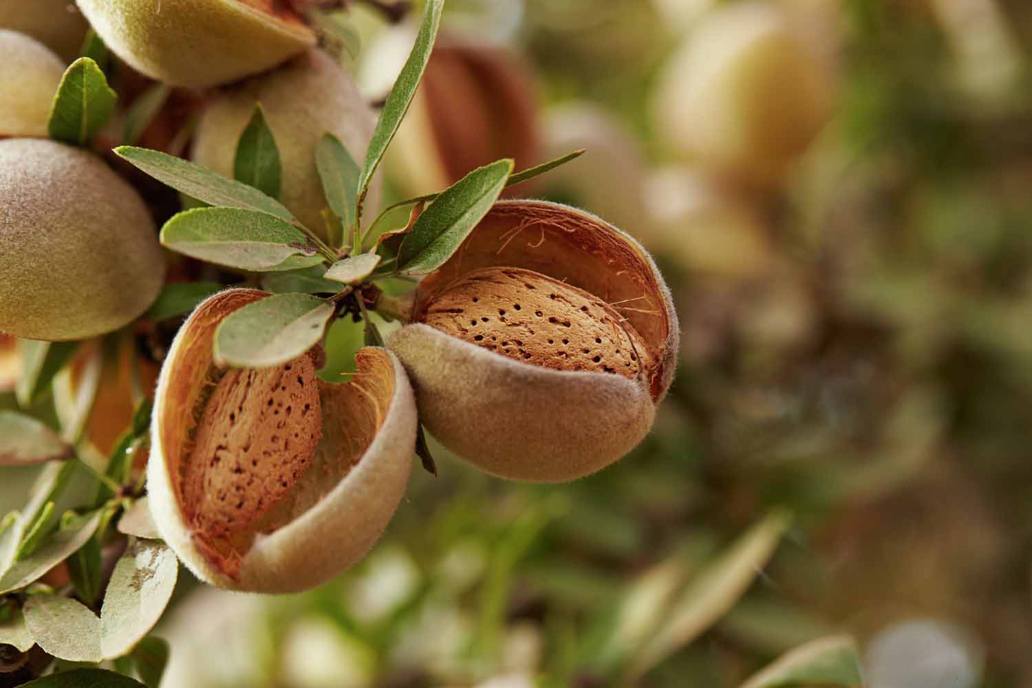 USDA-NASS proyecta un menor cultivo para las almendras de California